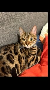 MelissaMelrey meaw Pic