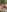 TheCrimsonLounge GoblinGirl888 and BlairDarling Pic 4
