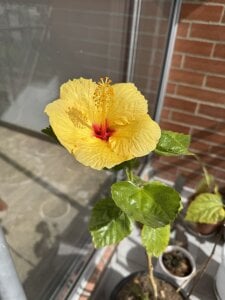 veronica_taylor1 My Life 💫🌺 Pic 7