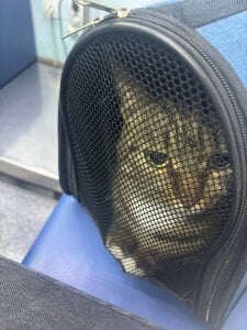 Sofia_Kenwood kullanıcısının Some of my Life! albümü -  3 fotoğraf