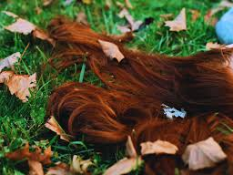 Public de Harley_Quinsy  2 Imagens