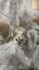 Mi🐈 de Barbiebrunette_ Foto