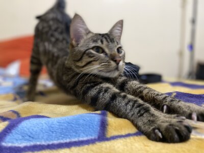 Molly_Radley kullanıcısının The king Tigger 😍🥰 albümü -  fotoğraf