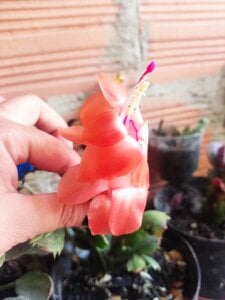 helen_bunnnyx My plants❤️‍ Photo 4