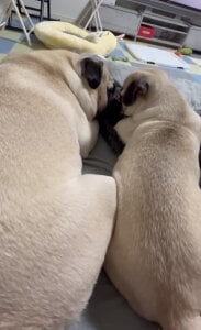 SPOTSCAMEL 個人的癒し写真・画像 Bilde 5