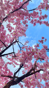 HollyGibson my aesthetics Pic 5