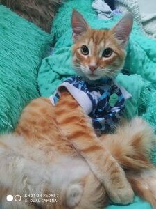 sweetdubros2 Simba🥹😻 Pic 3