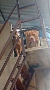 Pretinhoo25 Dogs Foto