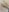 Esmertarcinim Kıllı Pıttık 👅 | Hairy Pussy Pic 2