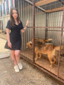 Happy_summer dog shelter 사진 4
