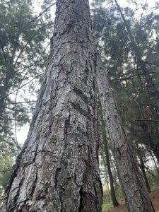 777__dmz__ Public Pic 6