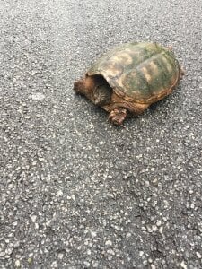 dickorbubblegum Public Pic