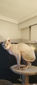 Mis gatos de barbaszztop  3 Imagens