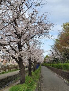 iiiiin20 樱花Sakura Photo