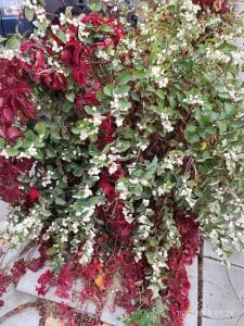 Zoe_Steell I'm like these beautiful flowers - I bloom and I smell Pic 2