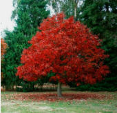 Audrey_Aura COLORS OF NATURE 2 Foto