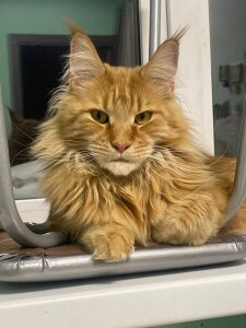 Lilian_Stars My sexy cat Pic 6