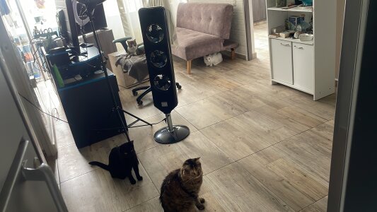 sofi_elfqueen My kitties 😻😻😻😻 Pic 8