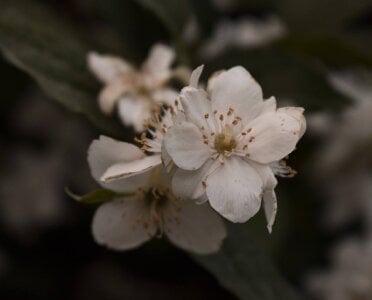 Mira_Fyre My work as a photographer صورة واحدة|Mira_Fyre My work as a photographer صورتان|Mira_Fyre My work as a photographer  صور|Mira_Fyre My work as a photographer  صورة