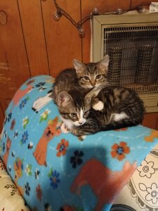 rainbow9028 About me Immagine  6