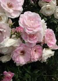 Audrey_Aura ROSES Hình 8