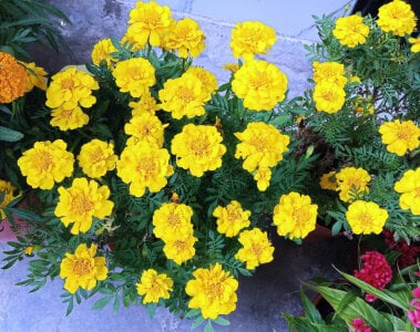 Jin_Yourlover The flowers during Tet are so beautiful! Foto