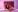 AURORA_FRANKLIN flowers and me Pic 7