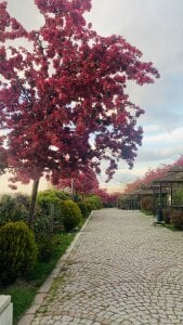 sikkille1 Public Pic 5