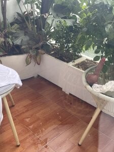 Your-SunnyTưới cây Bild 2