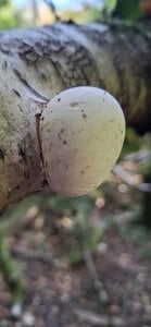 FreezingTie850 2 Gambar