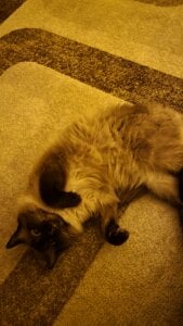 Blondie_Sasha Cat mom Pic 5