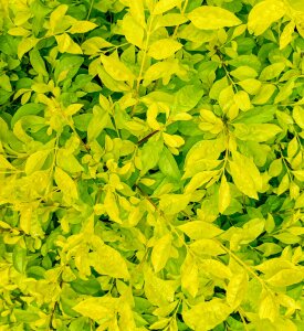 Rshi994 Public รูป  4