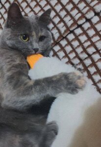 shark_attack52 Sifa's bigdata Pic 3