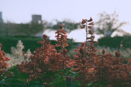 saitama0038 一眼レフ 사진 7