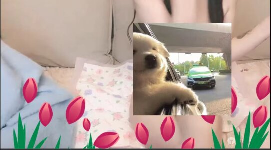 霸总专属相册 de Soft-Sister Foto