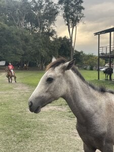 liahouses A caballo Pic