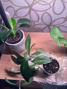 Sofia_Kenwood kullanıcısının Some of my Life! albümü -  4 fotoğraf