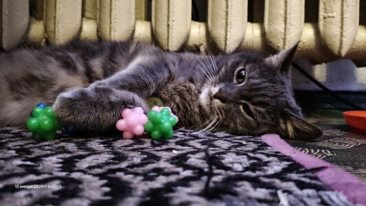 my cat 🥰🐈 de swett_girll  9 Imagens