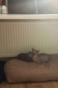 selina_coy my cats🐾😇💗 Pic