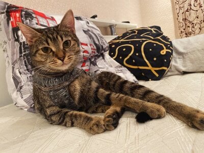 my pets de xAlisontiny Foto 2