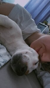 _ni_kiss with dogs зображення