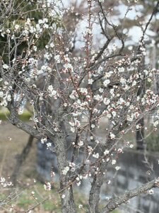 xxoLENAoxxのa parcoの 4枚の写真