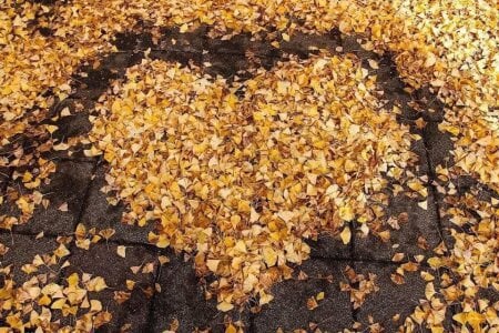 日本の美しい景色 de Dona020  Imagens