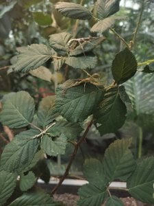 Zoe_addiction Moments captured 👉👈 圖片 4