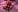 AURORA_FRANKLIN flowers and me Pic 8