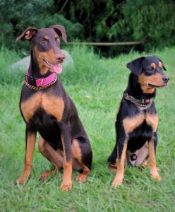 Nick_Collins18 nice afternoon with my pets Bilde 2