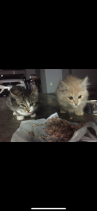 onimakuraのPublicの 2枚の写真