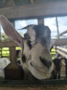 Public de Kaary  5 Imagens