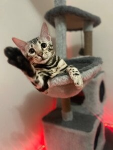 SweetMeeow kiss you Pic 2