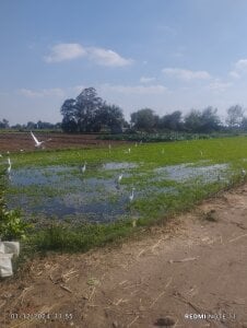 t_g1234tabangasex6 Hi I'm Ahmed 20years зображення 5